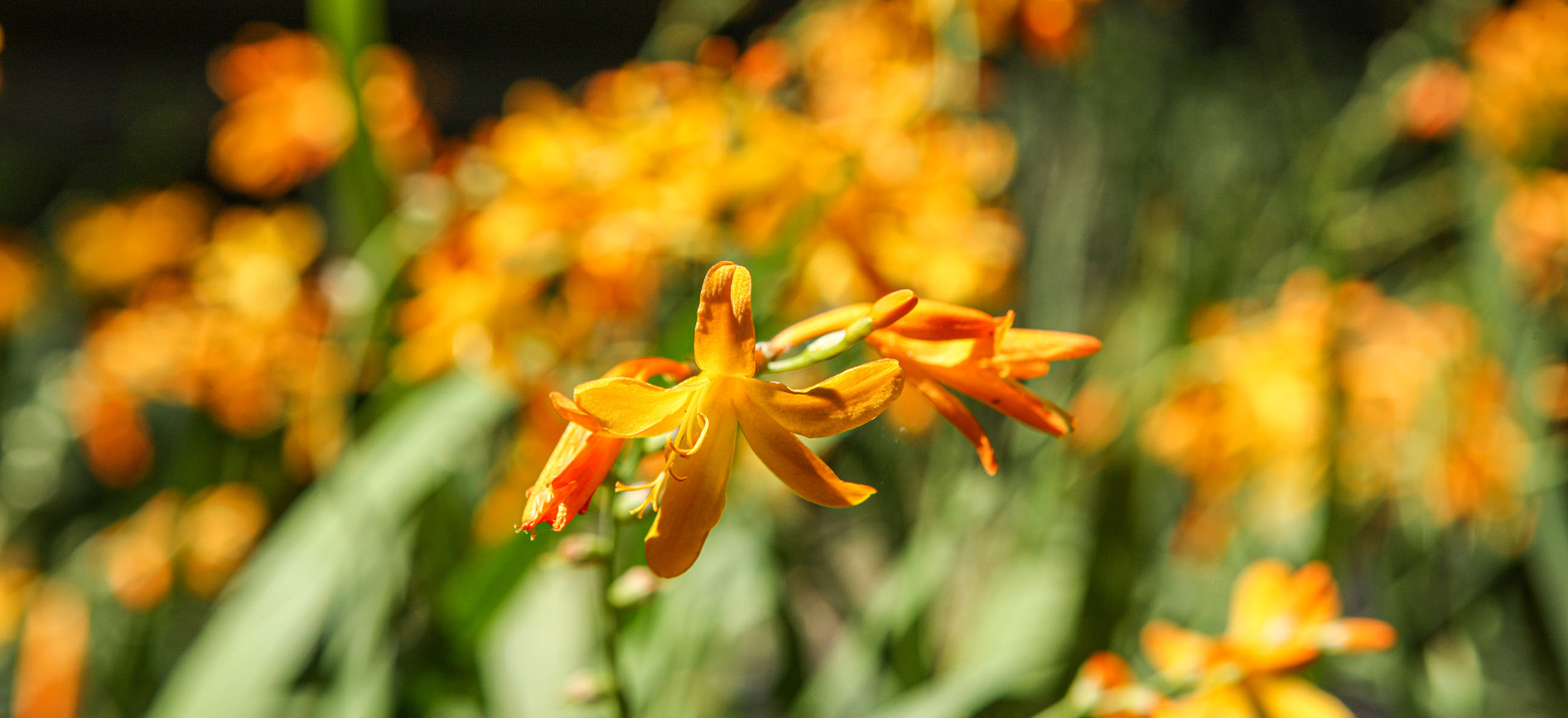 Sjef-Hagen-over-ons-header Sjef-Hagen-over-ons-header